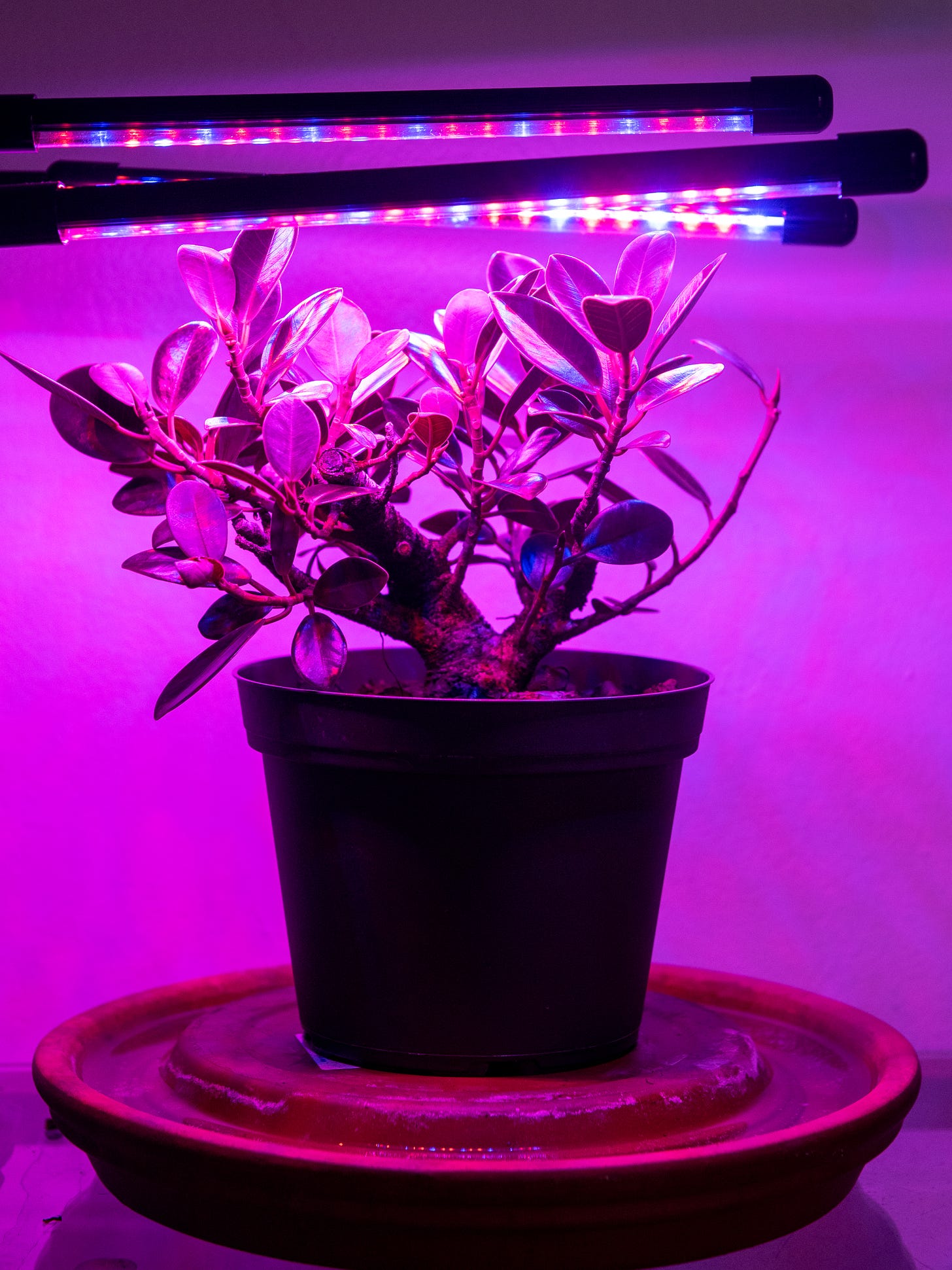 Image description: Photo of a ficus tree under grow lights on a humidity tray. End image description.
