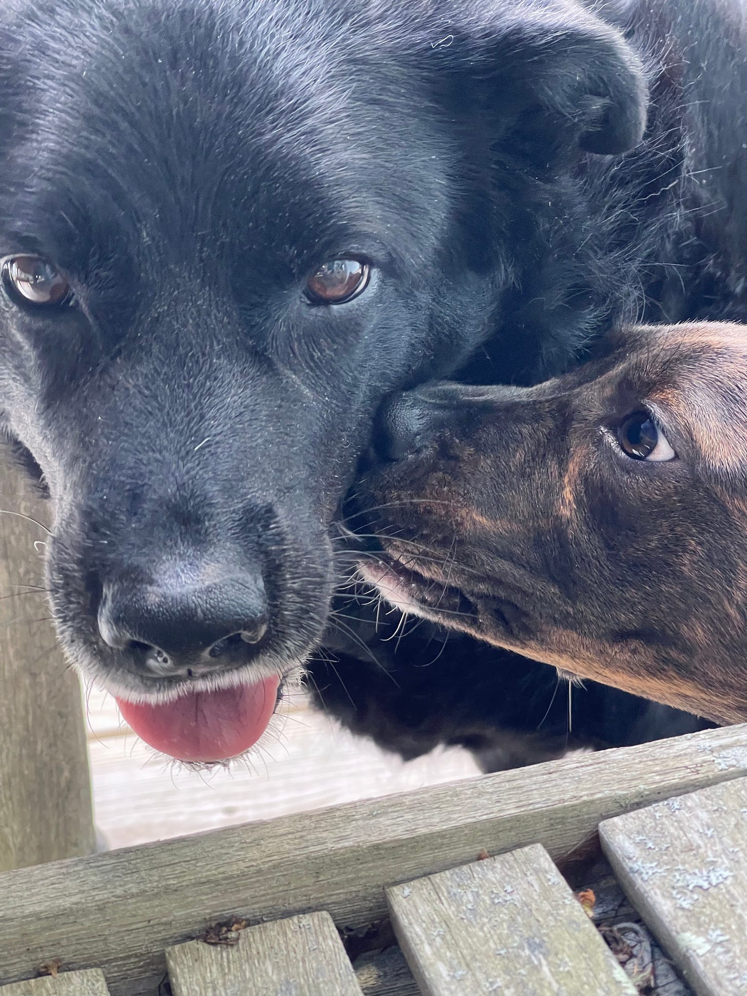 Two dogs in a close up. The puppy is either kissing or biting the bigger dog's jowls. 
