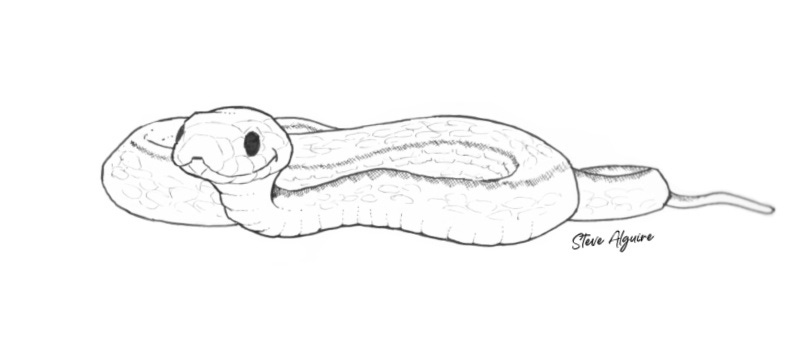 An ink drawing of a small, cute snake, curled on the ground.