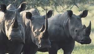 Rhinos in the wild