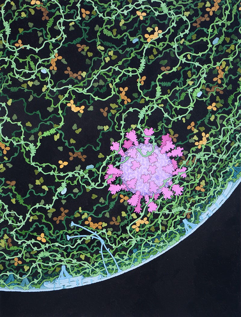 cross section through a small respiratory droplet, with the virus is shown in magenta, and molecules present in the respiratory tract, including mucins (green), pulmonary surfactant proteins and lipids (blue), and antibodies (tan).