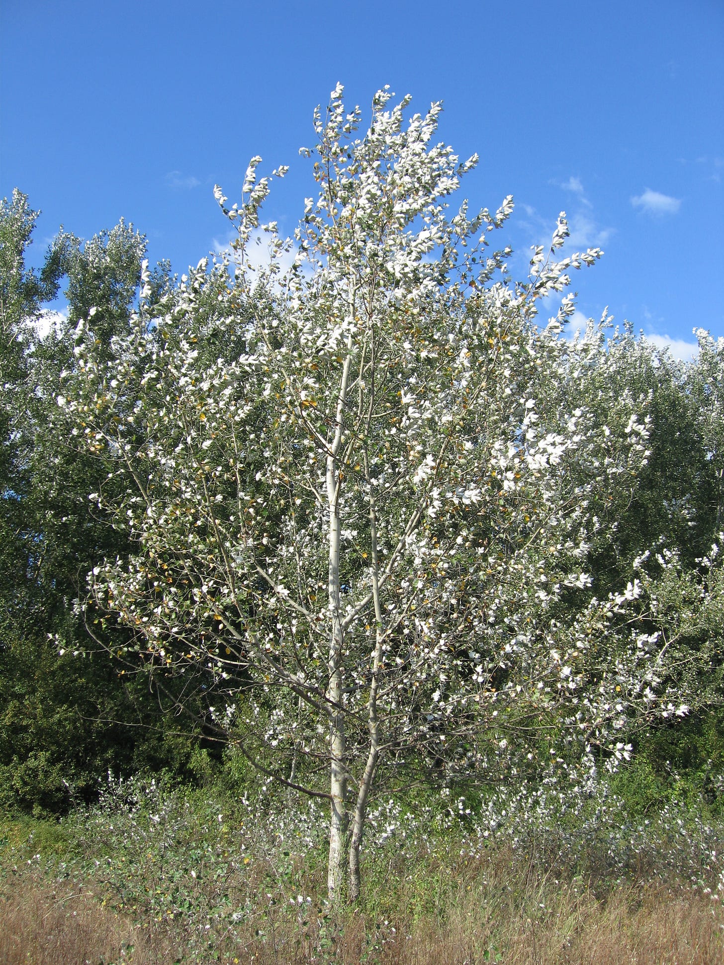 File:Populus alba 01.jpg - Wikimedia Commons