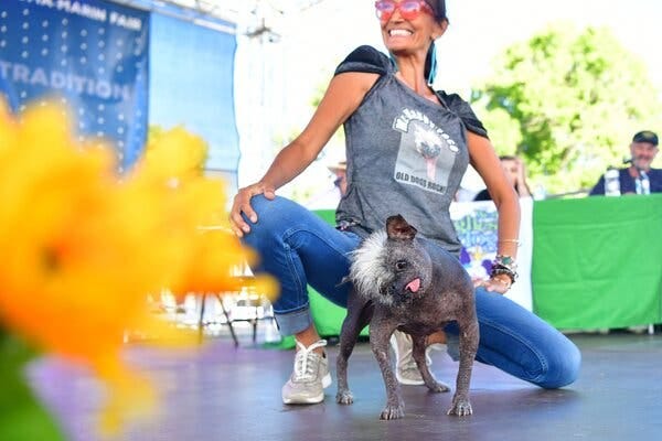 Jeneda Benally introducing her dog, Mr. Happy Face, at the World’s Ugliest Dog competition in Petaluma, Calif., on Friday.