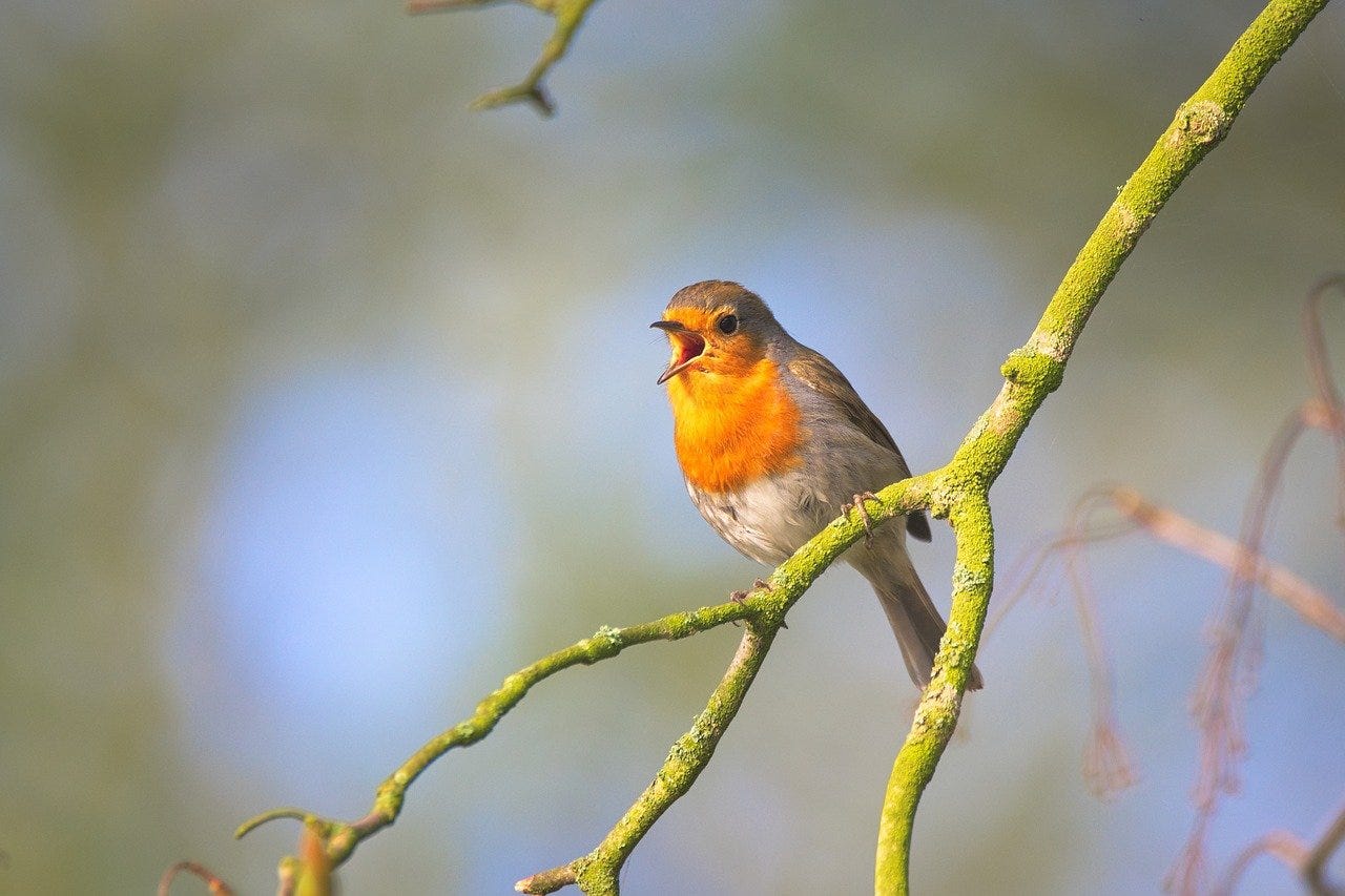 European robin singing from a lichen-covered branch