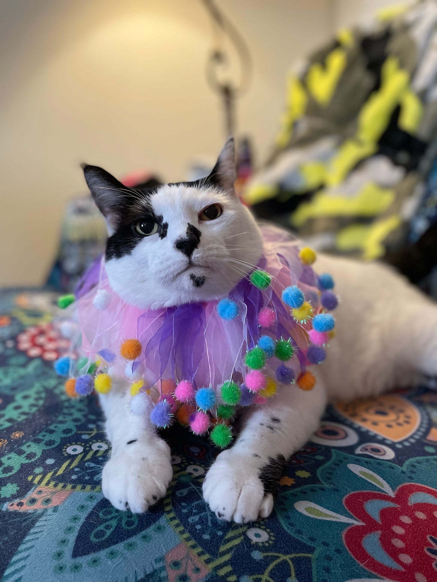 Cat with festive collar
