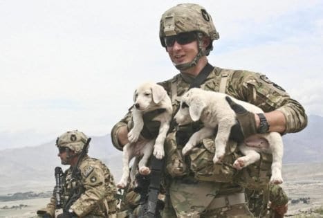 this-soldier-needed-two-puppies