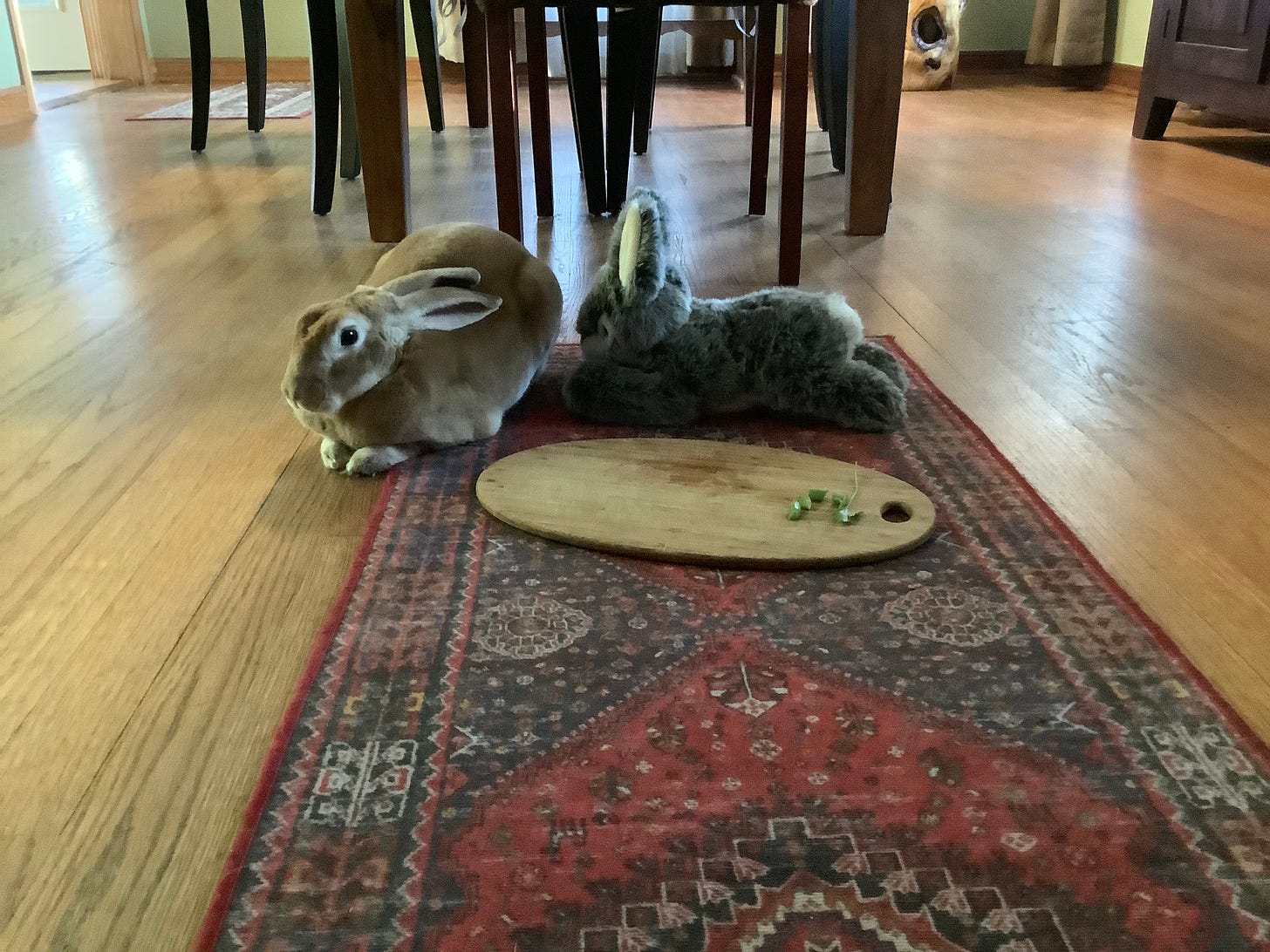 Rabbit with fake rabbit