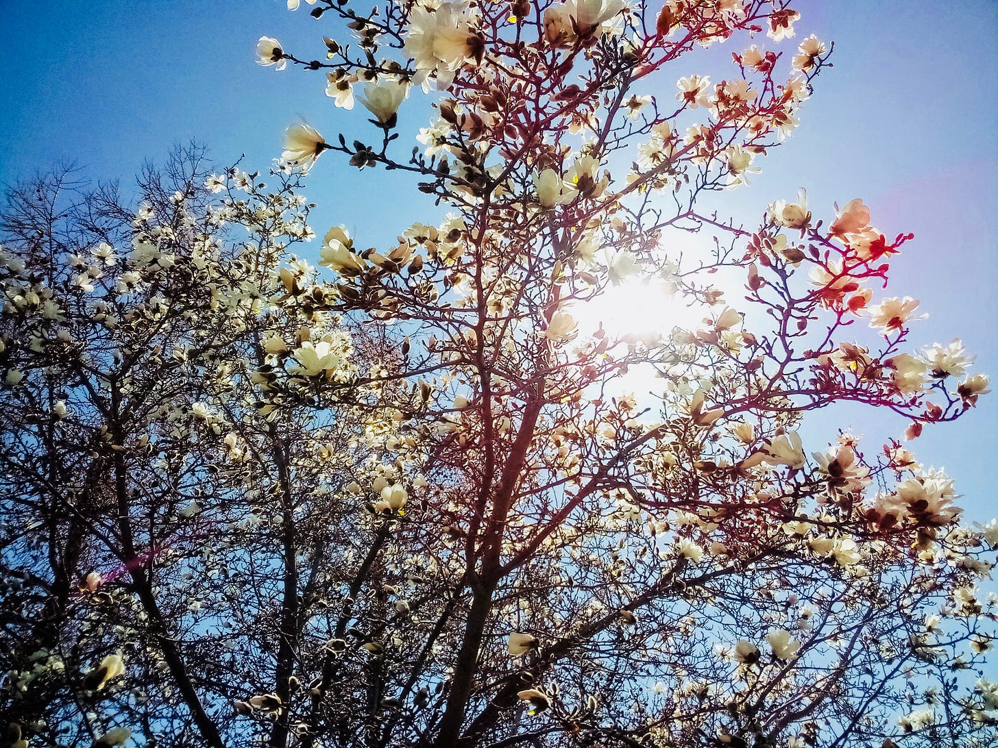 Blooming magnolia tree