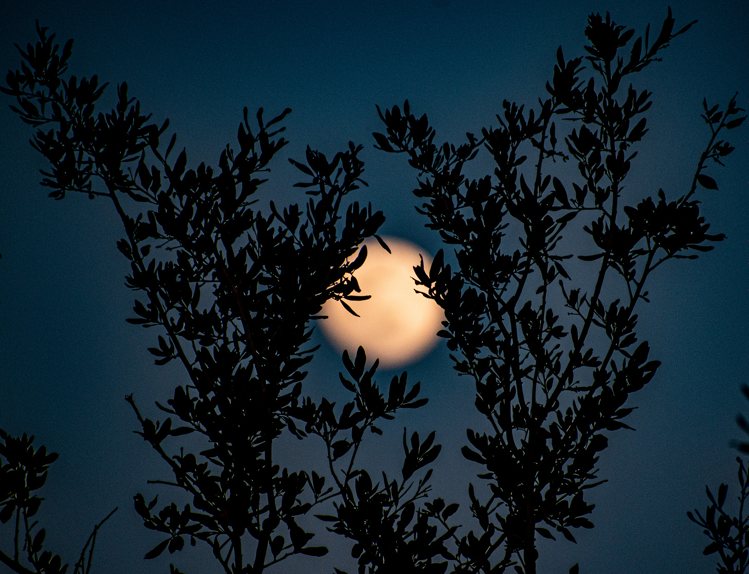 Behind a greenish night sky, a blurry orange moon hovers behind dark leaves.