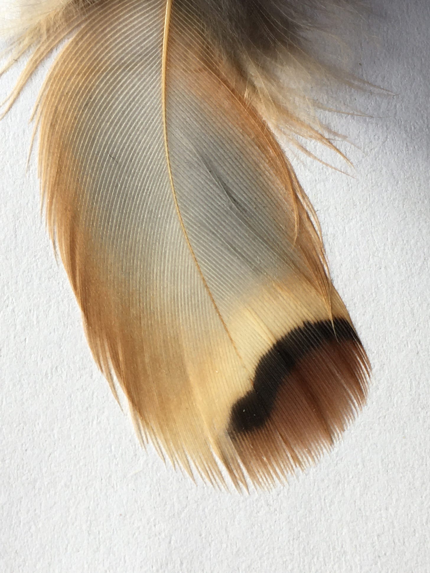 Tan feather with grey middle, and buff, black and brown areas near the tip