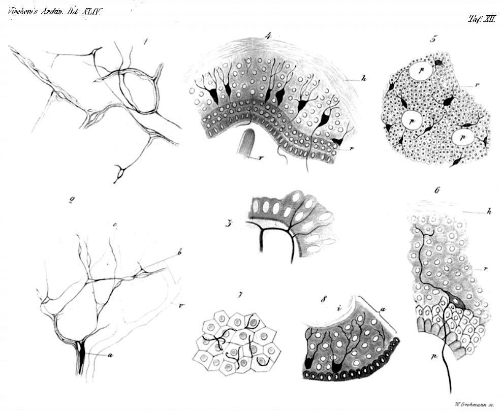 Langerhans cells 1868