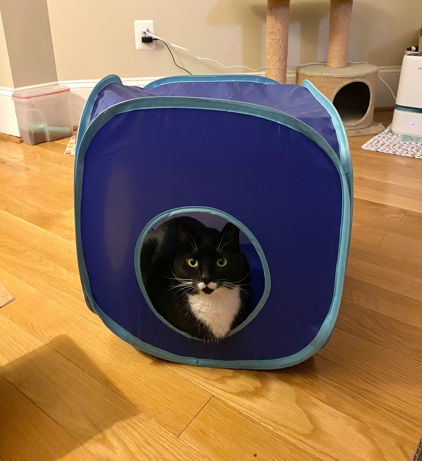 A black and white cat with a white mustache marking sits in a cube-shaped cat toy, staring at the camera.