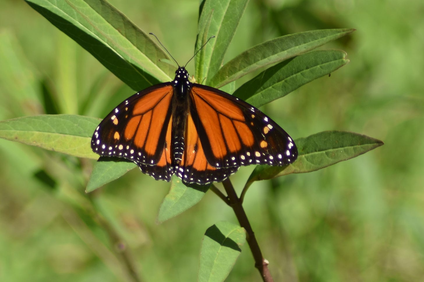 Danaus plexippus -- Monarch Butterfly