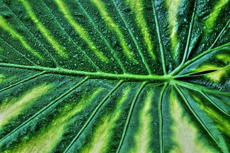 Variegated Leaf, Giant Taro, Plant, Macro