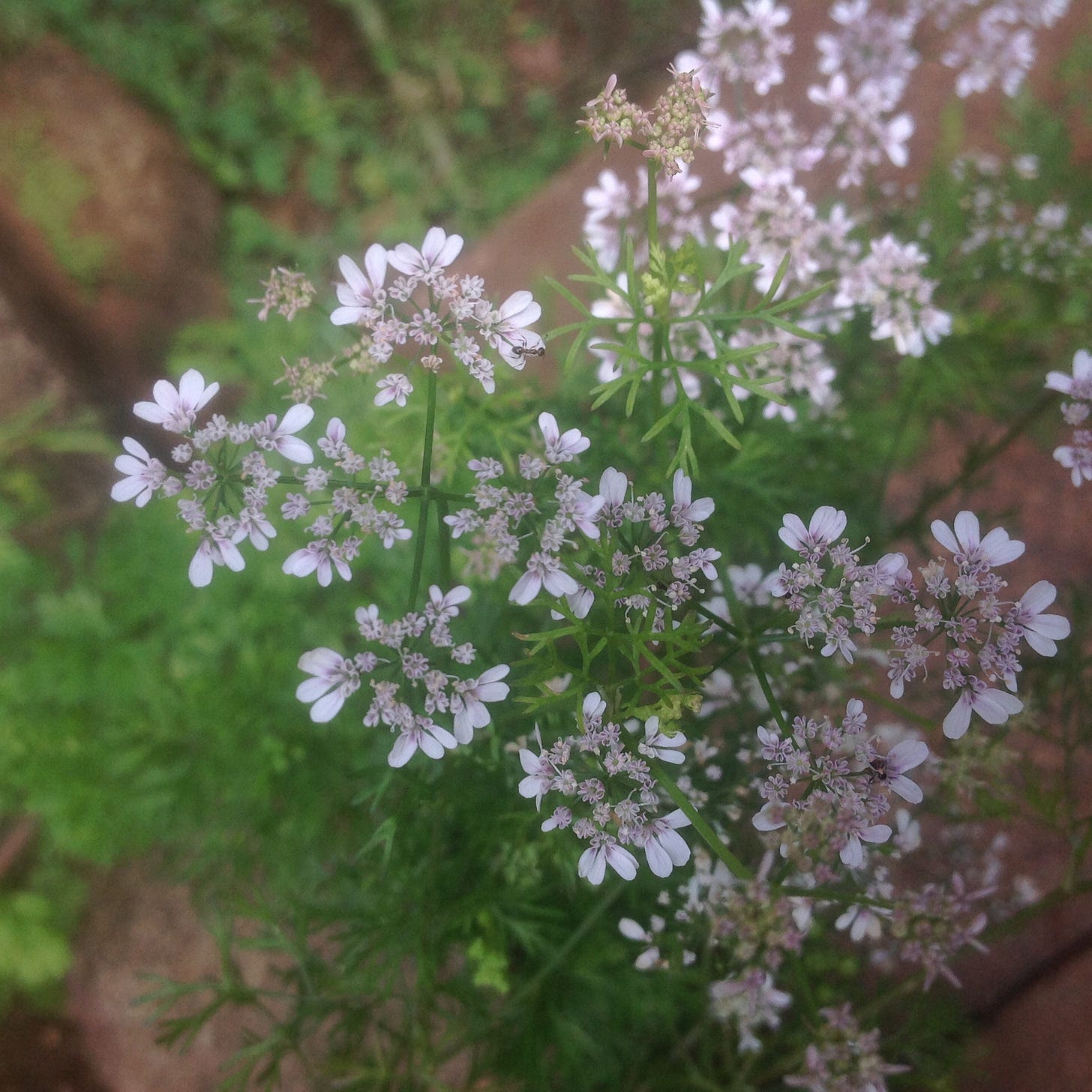 small white flowers on coriander plant
