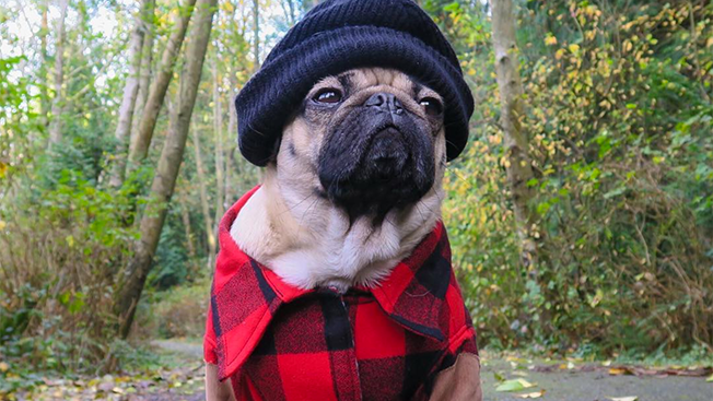 How Celebrity Pup &#39;Doug the Pug&#39; Is Turning Internet Fame Into  Merchandising Dollars