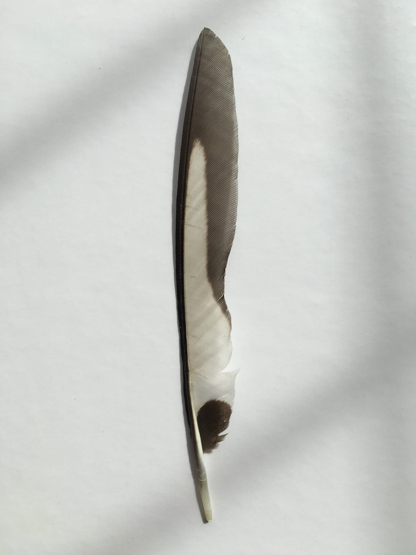 Single black feather with large white area in middle