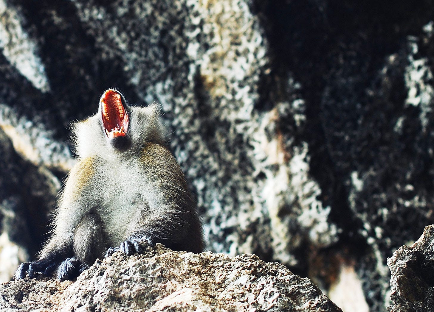 Monkey sitting on a rock screaming in frustration