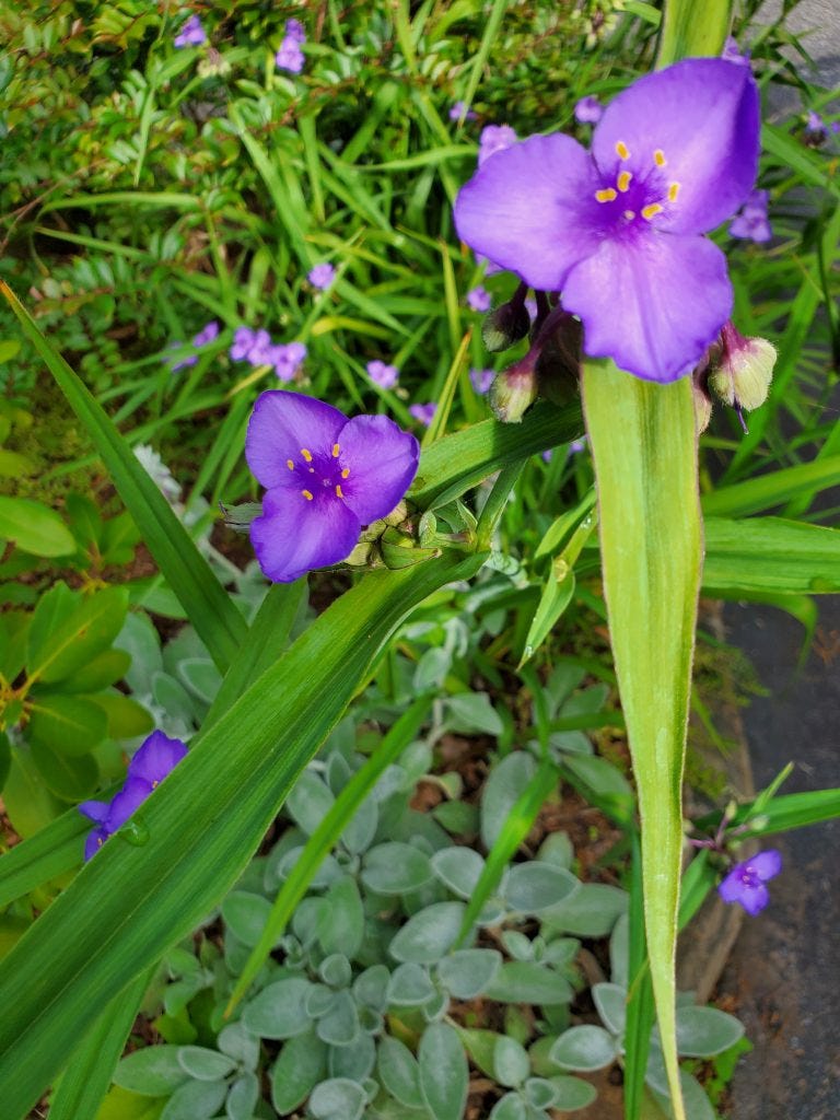 purple blooms in the woods