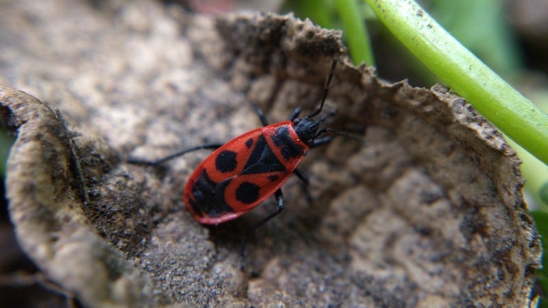 A strikingly patterned red-and-black bug with maroon eyes.