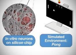 Researchers Teach Human Brain Cells in a Petri Dish to Play Pong, Could be  Used in Future Cyborg Parts - TechEBlog