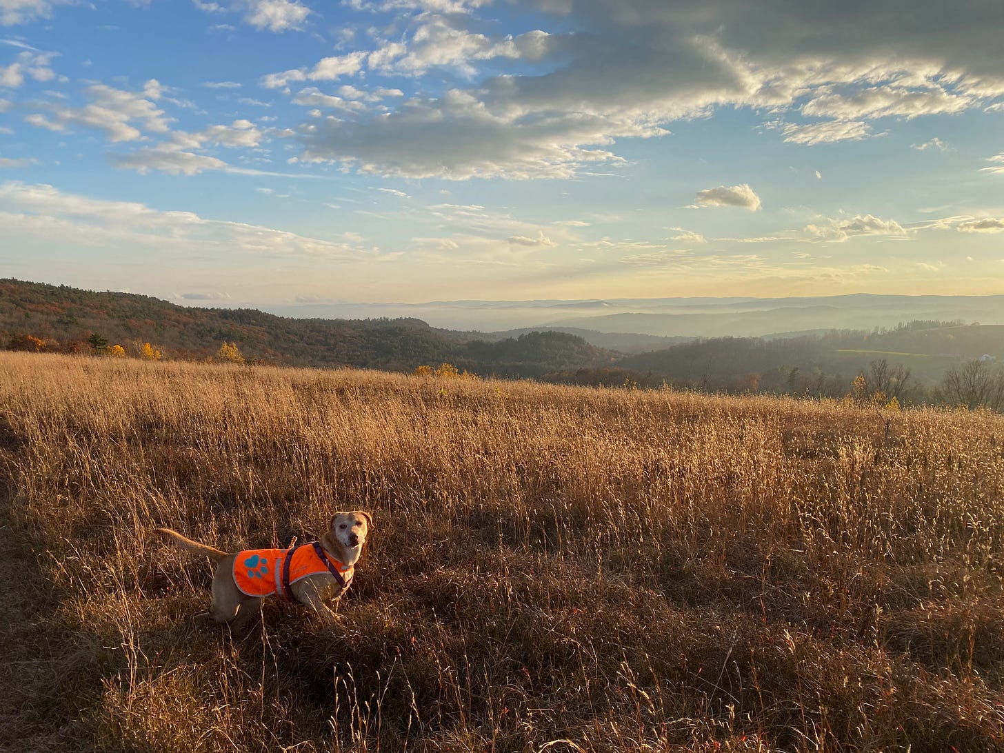 My brown dog, wearing an orange vest, stands on a hill in a field of brown grass, lit up by the sunset. Behind her is a view of dark, misty hills. The blue sky is studded with white clouds, and there’s a band of pale orange on the horizon.