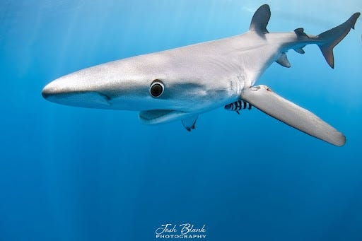 Blue shark