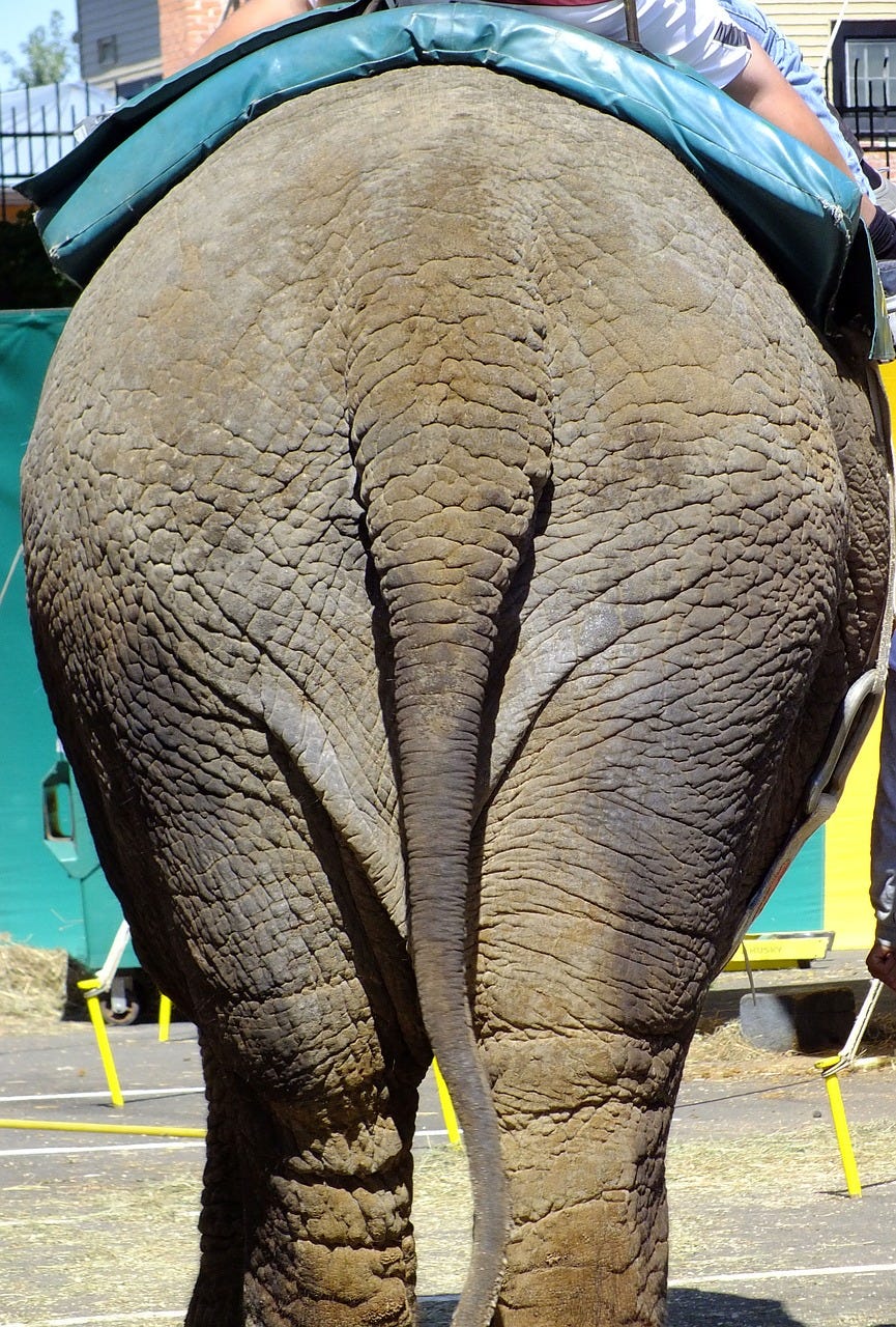 Elephant Ass Butt - Free photo on Pixabay