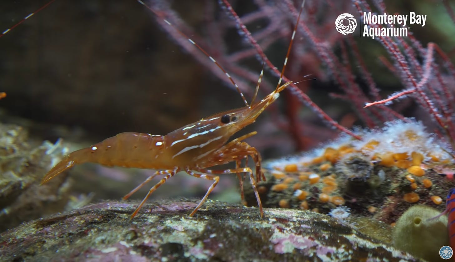 A still image of a large shrimp from the Monterey Bay Aquarium YouTube channel