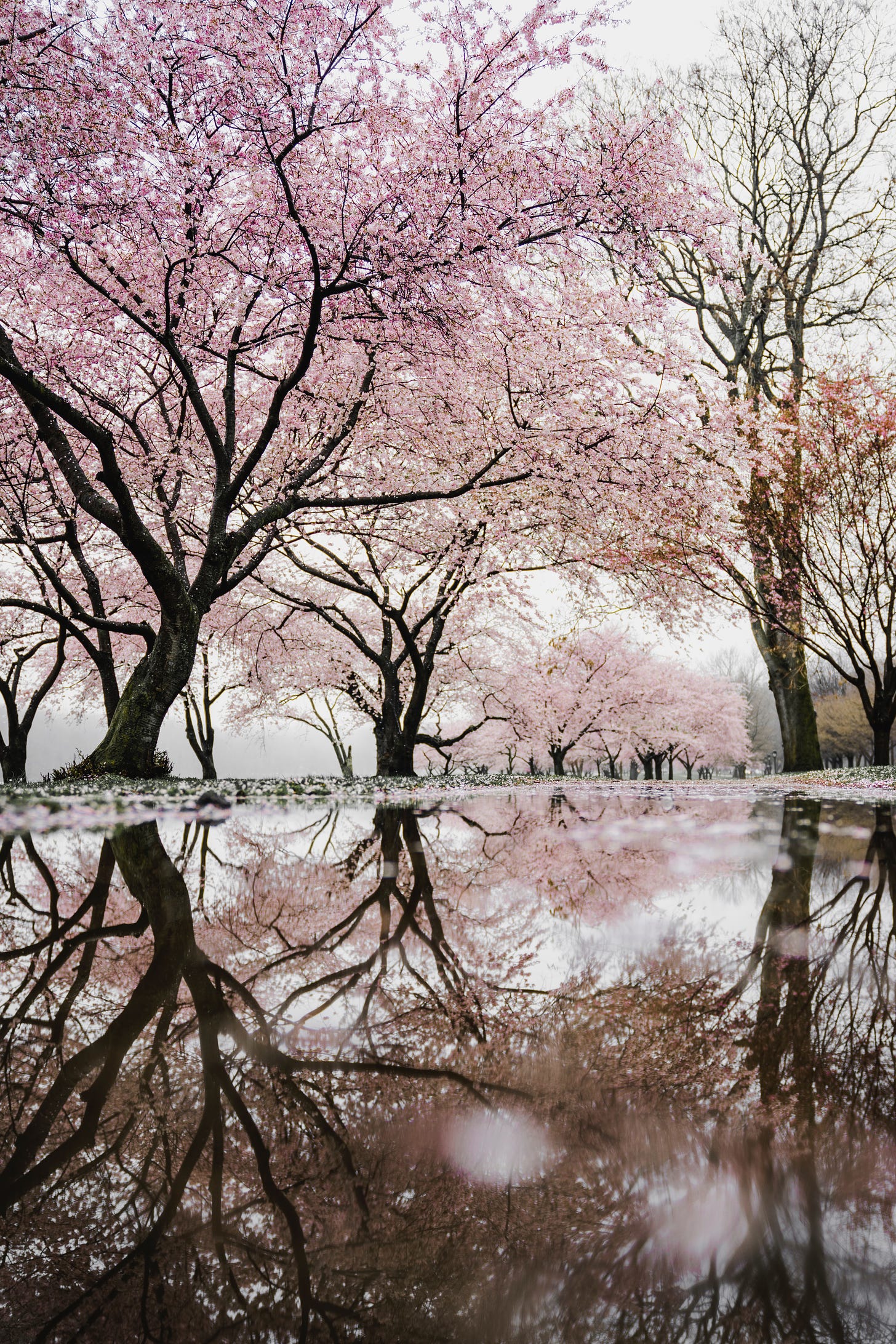 Cherry trees in blossom reflecting in a pond