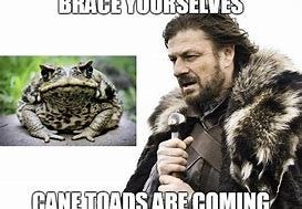 Image result for cane toad australia meme