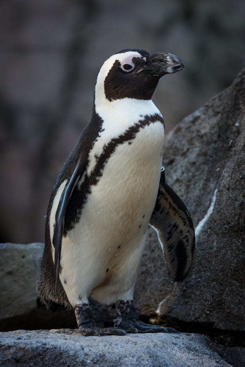 Endangered African Penguin Chicks Expected To Hatch This Month | 90.5 WESA