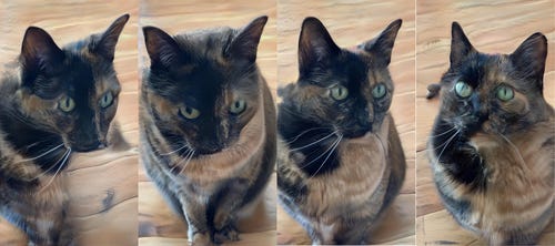 Four generated cats. They’re definitely similar view of the same tortoiseshell cat, but one of them has two pupils in one eye, one of them has a long doglike nose and a blurred body, and two of them look pretty all right actually, although something’s funny about the whiskers.