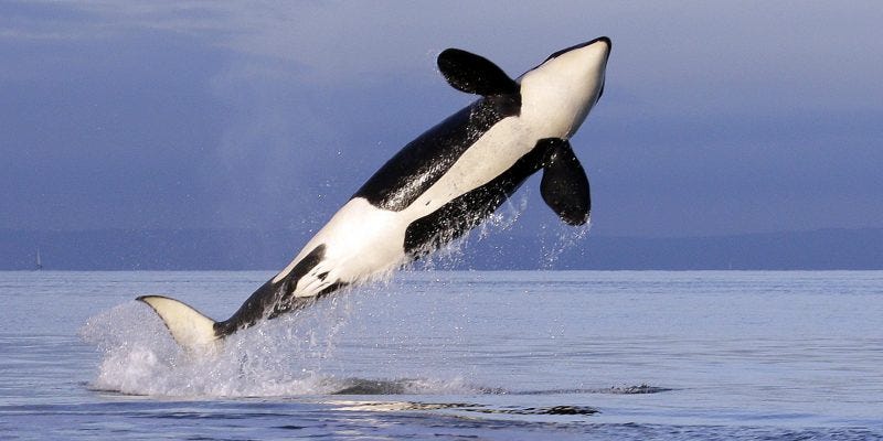 Perché le orche attaccano le barche nell'Atlantico - Il Post