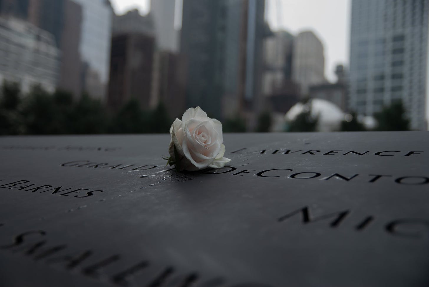 Pale pink rose resting on 911 memorial with skyscrapers of NYC in background