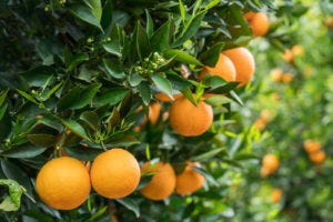 Citrus Fruit Trees for Sale | Beltran Nursery and Landscape
