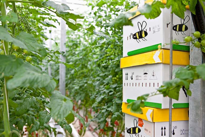 Image of bee boxes in garden.