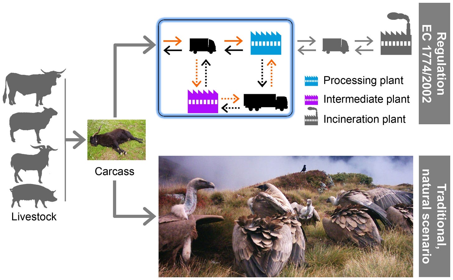 Supplanting ecosystem services provided by scavengers raises greenhouse gas  emissions | Scientific Reports