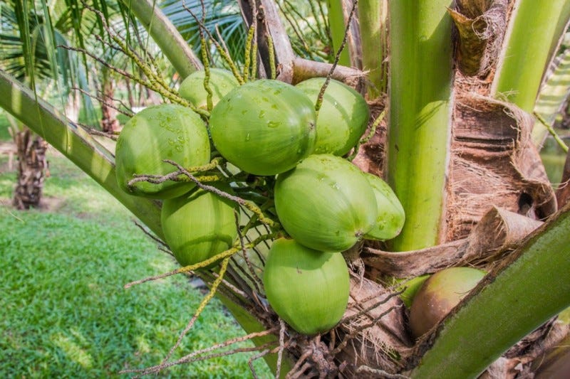 Green coconuts in tree.