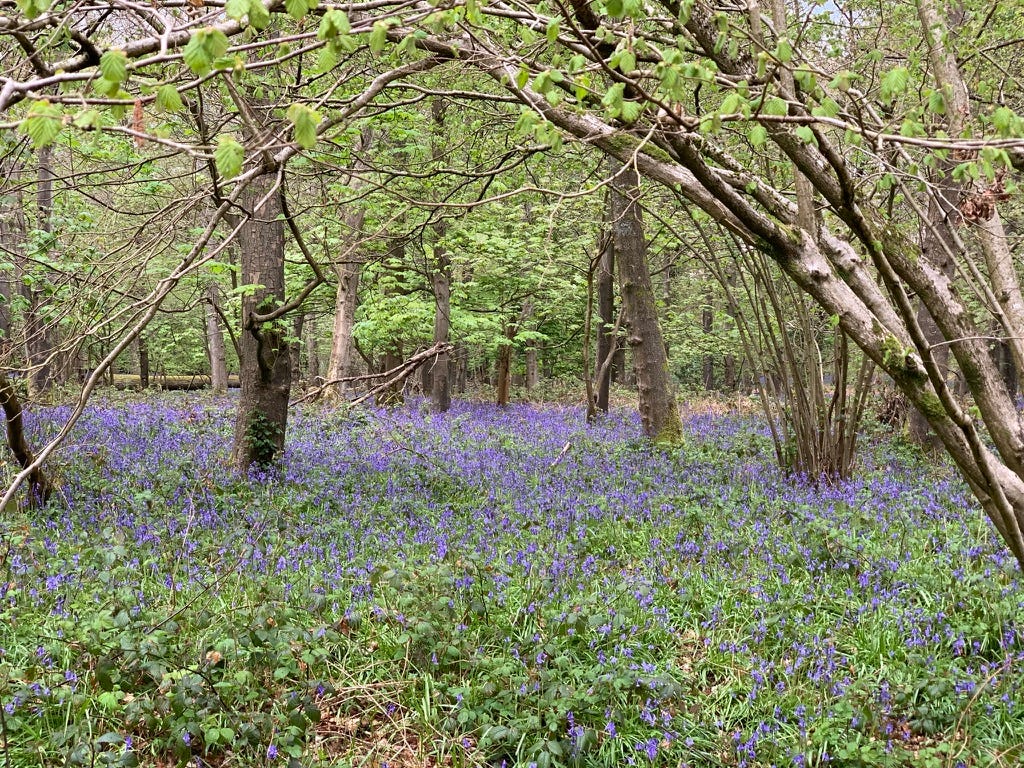 Spring - Bluebells in the wood