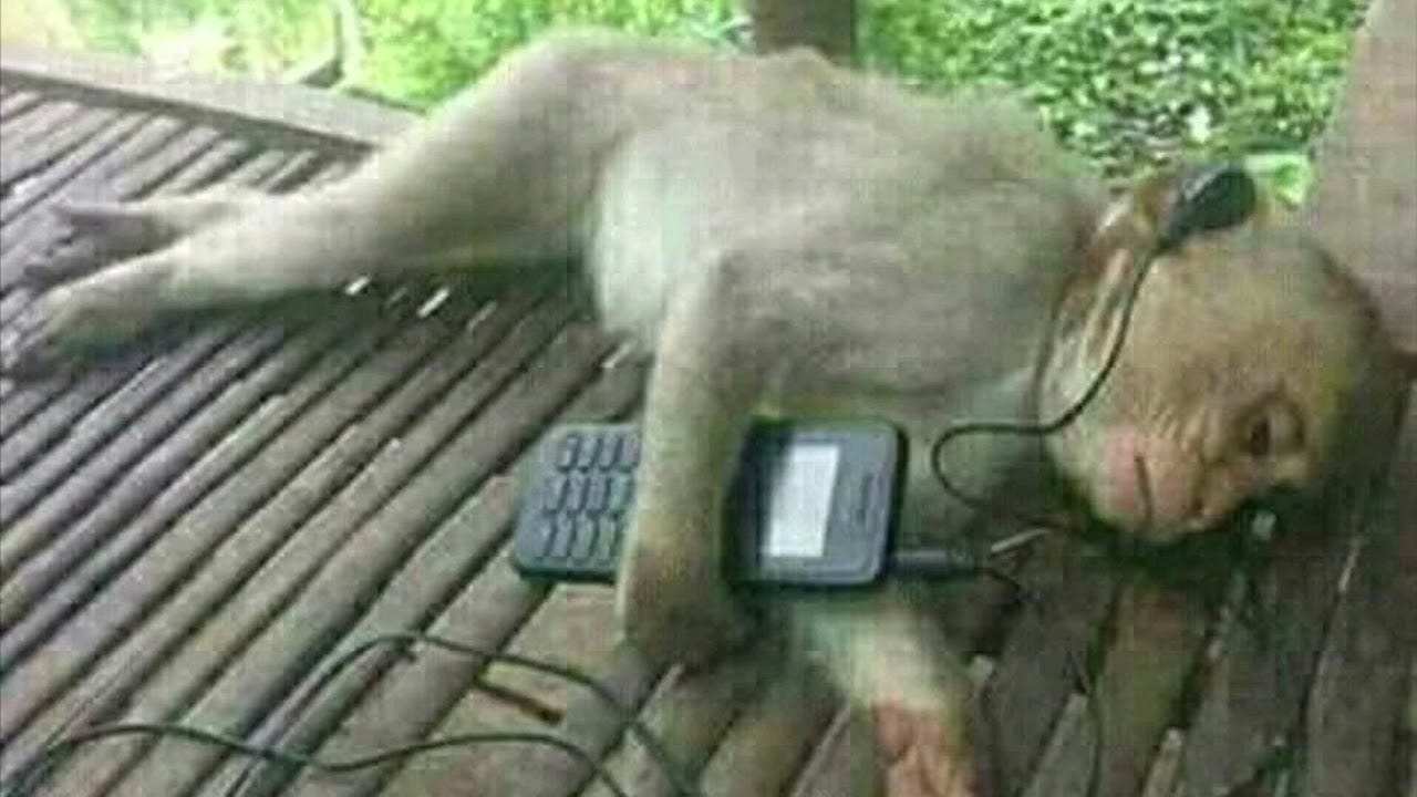 Sad Monkey listens to music part 2 - YouTube