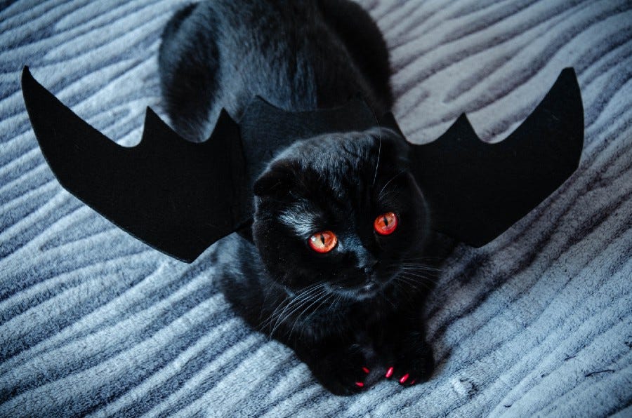 Small black cat with big hungry eyes wearing a bat wing costume with an are you sure? expression on her face