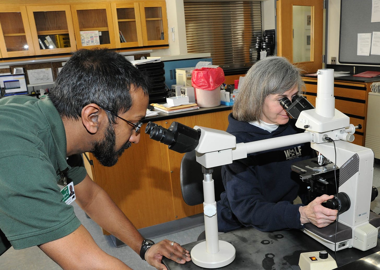 Sathya Chinnadurai, DVM, DVM, MS, Dipl. ACZM, Dipl. ACVAA, associate veterinarian for the Chicago Zoological Society, and Cheryl Asa, Ph.D., director of research for St. Louis Zoo, look at the quality of the Mexican gray wolf sperm under a microscope. (Photo credit: Jim Schulz/Chicago Zoological Society)