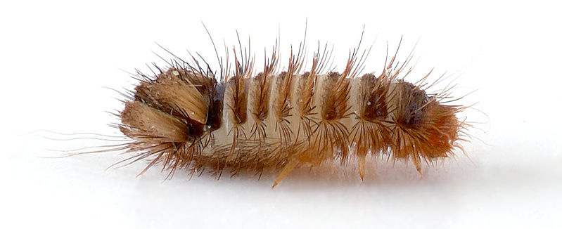 A fuzzy brown larva with tufts of hair on its butt