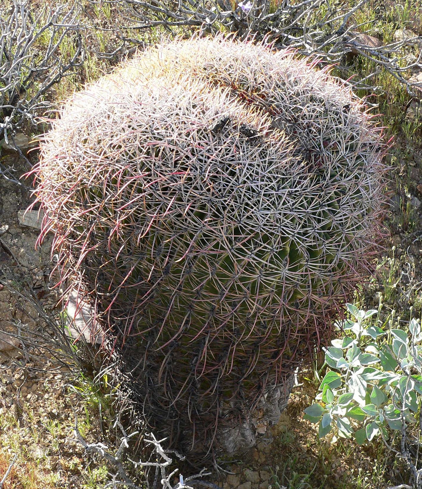 A strange looking cactus with a bulbous top.