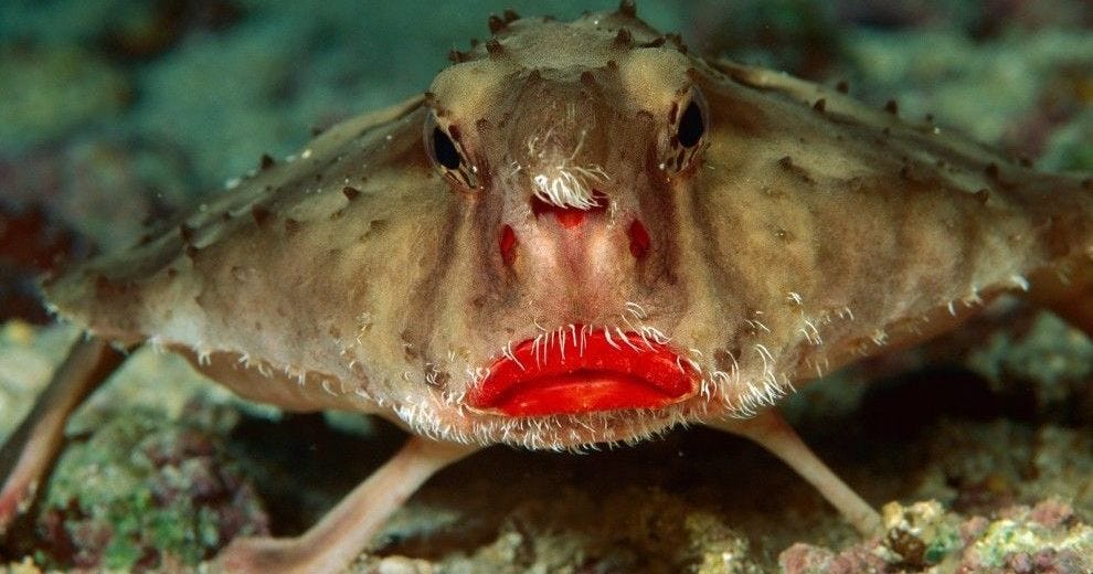 The Odd Red-Lipped Batfish – Critter Science