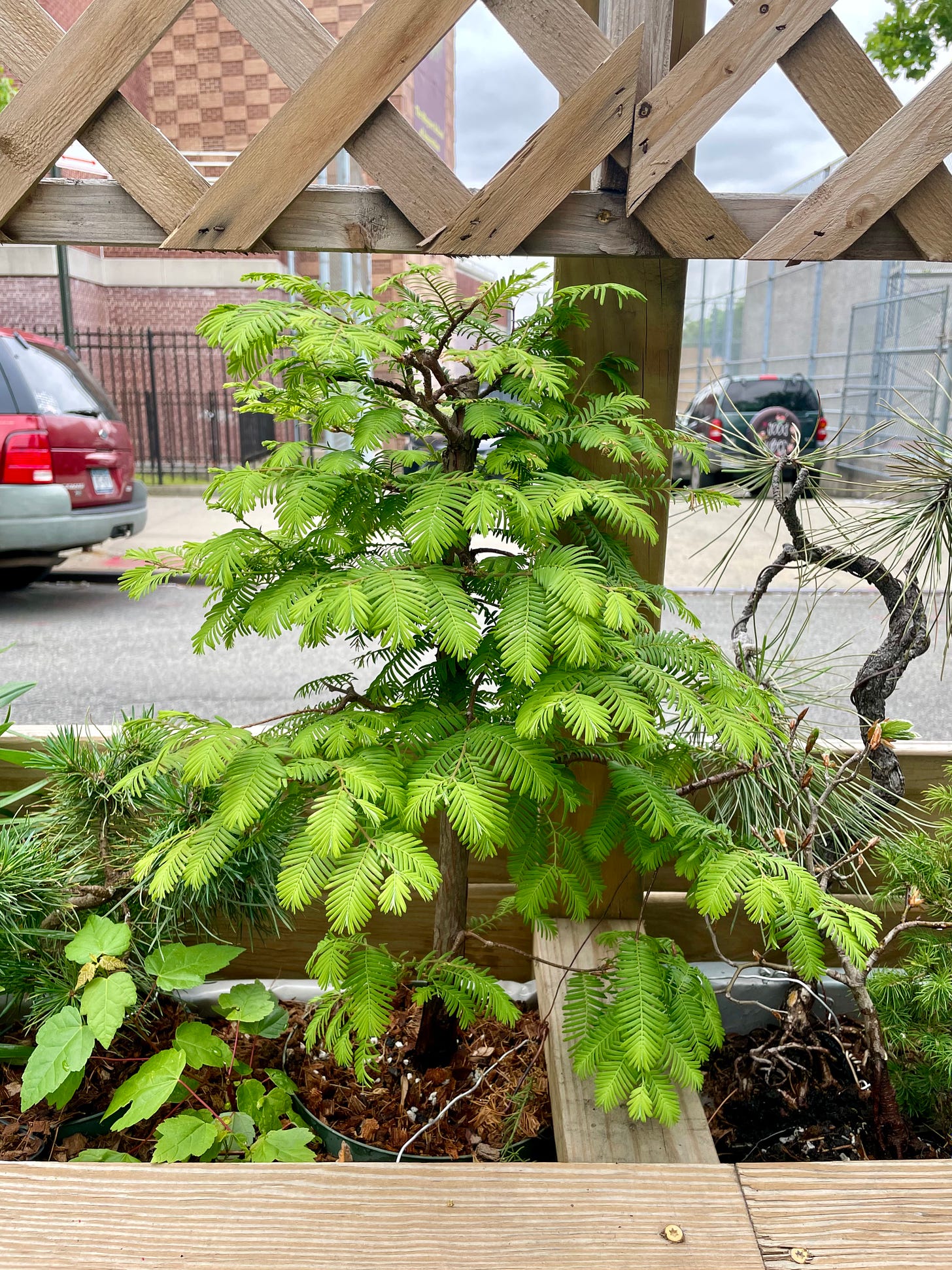 ID: Photo of dawn redwood and ponderosa pine tree in their planters.