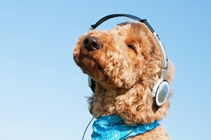 Dog headphones 2018 billboard 1548