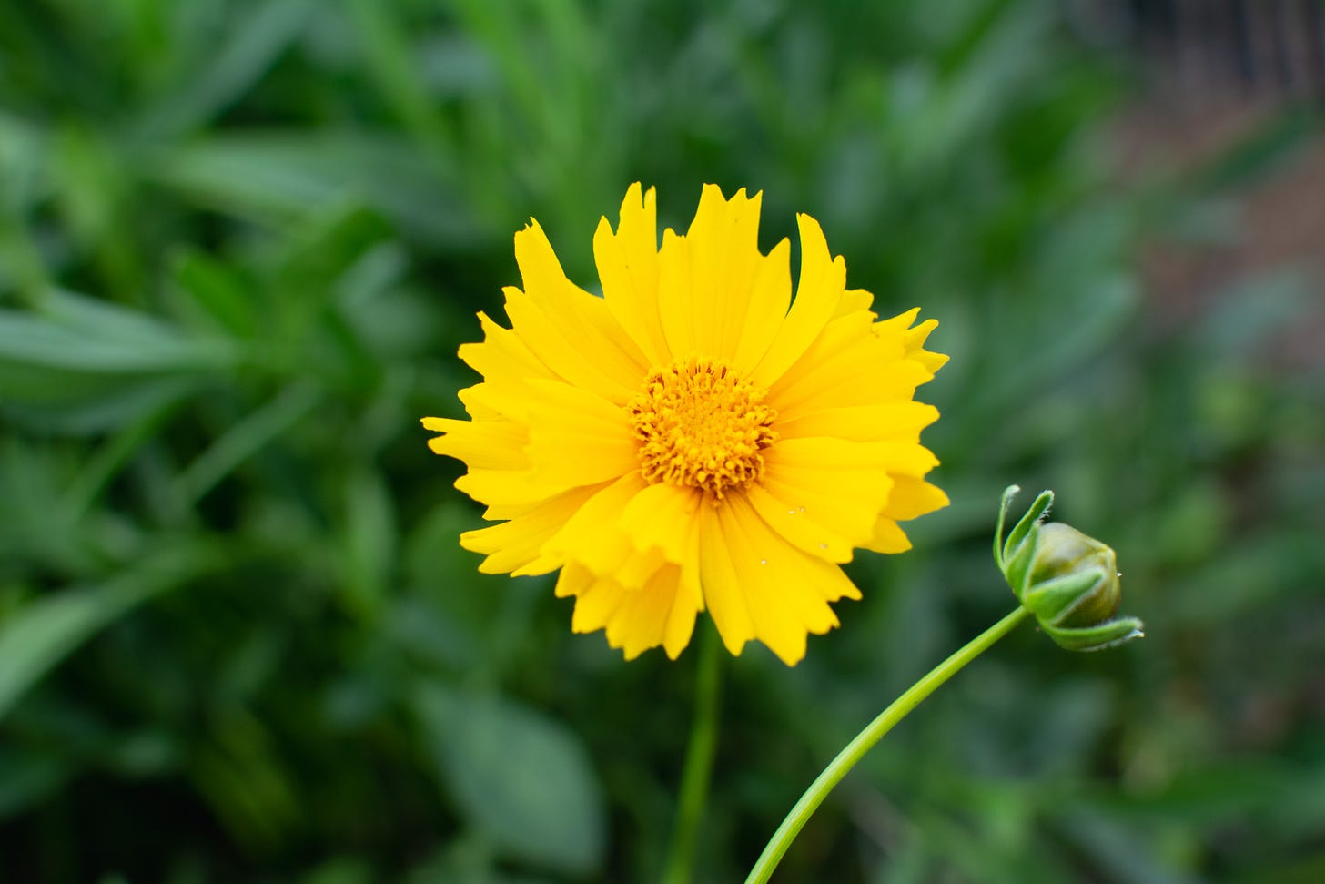 a single yellow coriopsis bloom against the blurred gren leaves with another unopened bloom at the right
