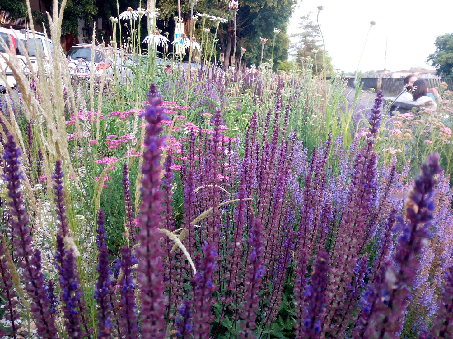 Mix fiori selvatici per api e farfalle
